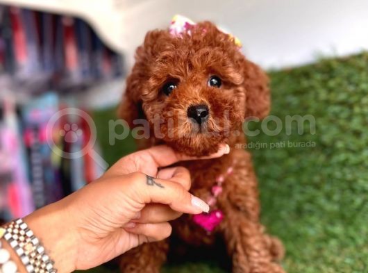 Show Toy Poodle Yavruları görsel