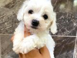 Maltese Terrier Yavrumuz