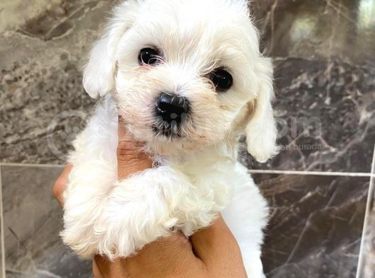 Maltese Terrier Yavrumuz görsel