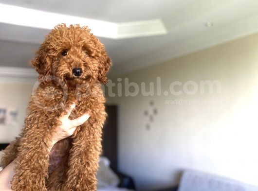 Red Brown Di̇şi̇ 5 Aylik Yavrumuz görsel