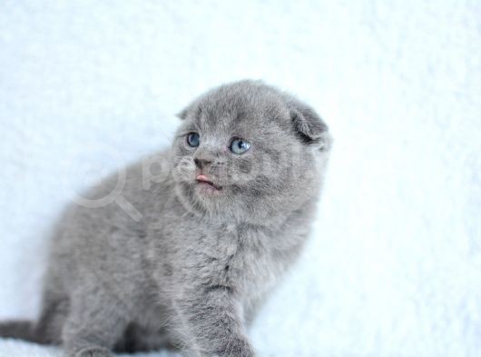 Topaç Gibi Yusyuvarlak Gri Scottish Fold görsel