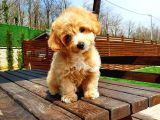 MALTİPO CİNSİ 