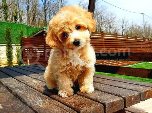 Malti̇po Ci̇nsi̇ 