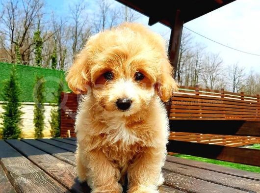 Malti̇po Ci̇nsi̇ 