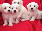 MALTESSE TERRİER  