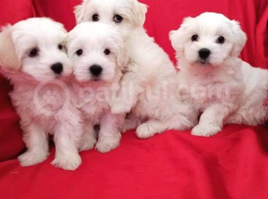 Maltesse Terri̇er  