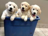Golden Retriever Yavrularımız Evinize Neşe Katacaktır
