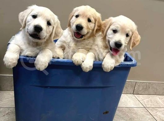 Golden Retriever Yavrularımız Evinize Neşe Katacaktır görsel