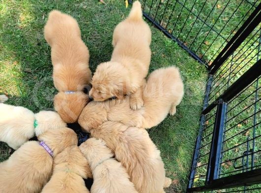 Golden Retriever Yavrularımız Evinize Neşe Katacaktır görsel