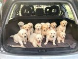 Golden Retriever Yavrularımız Evinize Neşe Katacaktır