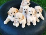 Golden Retriever Yavrularımız Evinize Neşe Katacaktır