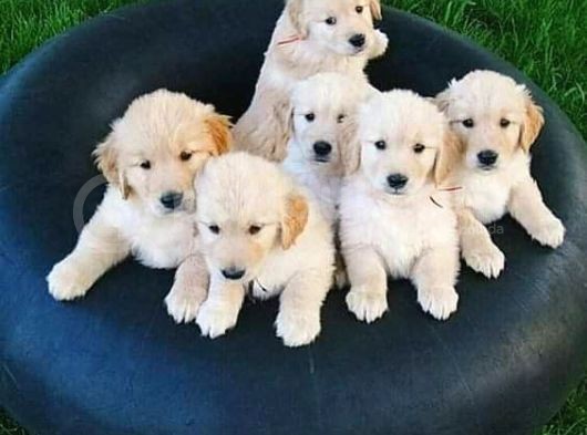 Golden Retriever Yavrularımız Evinize Neşe Katacaktır