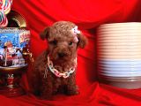 Güzel Yavrum Poodle