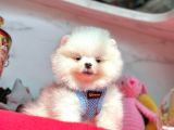 Wc eğitimli pomeranian