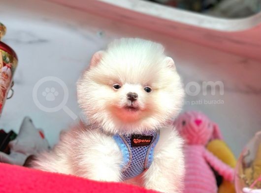 Wc Eğitimli Pomeranian