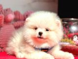 Wc Eğitimli Pomeranian