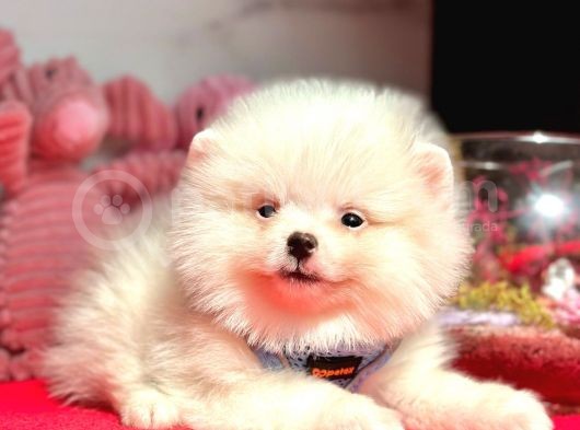 Wc Eğitimli Pomeranian görsel