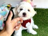 Erkek ve dişi Maltese yavrular