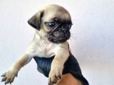 Pug Bebeklerimiz