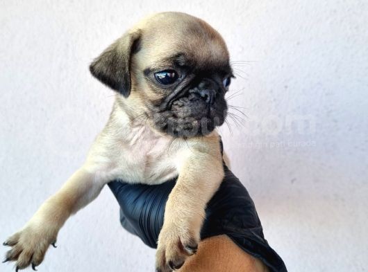 Pug Bebeklerimiz görsel