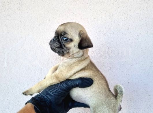 Pug Bebeklerimiz görsel