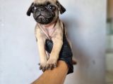 Pug Bebeklerimiz