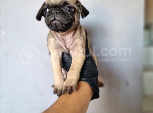 Pug Bebeklerimiz görsel