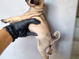 Pug bebeklerimiz