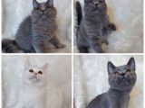 SAFKAN BRİTTİSH SHORTHAİR DİŞİ VE ERKEK YAVRULAR