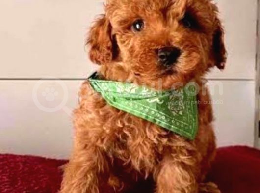 Güzel Yavrum Poodle görsel