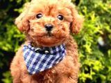 Güzel yavrum poodle