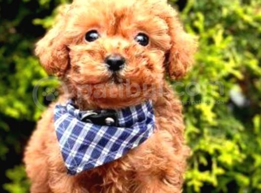 Güzel Yavrum Poodle