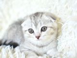 Best Klas Ns25 Scottish Fold Yavrumuz