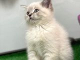 Bebek Gibi Silver British Shorthair
