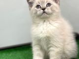 Bebek Gibi Silver British Shorthair
