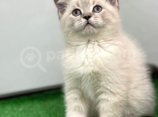 Bebek Gibi Silver British Shorthair görsel