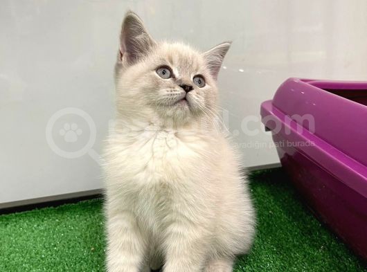 Bebek Gibi Silver British Shorthair