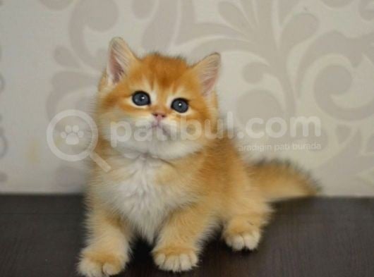 Bal Gibi Ny11 Golden British Shorthair
