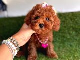 Show Toy Poodle Yavruları