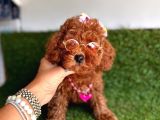 Show Toy Poodle Yavruları