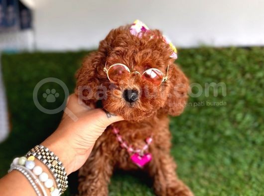 Show Toy Poodle Yavruları görsel