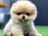 POMERİAN BOO YAVRUMUZ VONALP PET AYRICALIĞIYLA