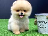 Pomeri̇an Boo Yavrumuz Vonalp Pet Ayricaliğiyla
