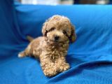 teacup red toy poodle oğlumuz