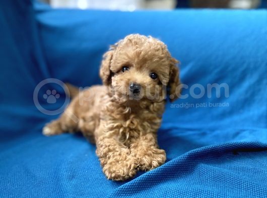 Teacup Red Toy Poodle Oğlumuz