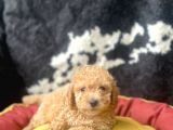 A Kalite Toy Poodle Yavrular