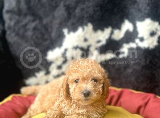 A Kalite Toy Poodle Yavrular görsel