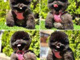 Pofuduk Bebek Pomerani̇an Boolar