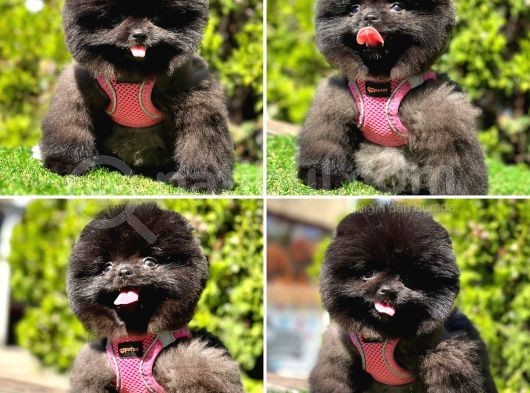 Pofuduk Bebek Pomerani̇an Boolar görsel