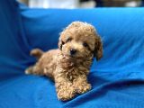 Teacup Red Toy Poodle Oğlumuz
